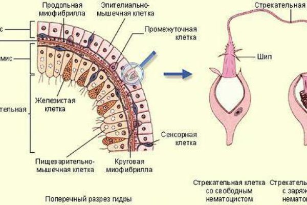 Кракен тор krakens13 at